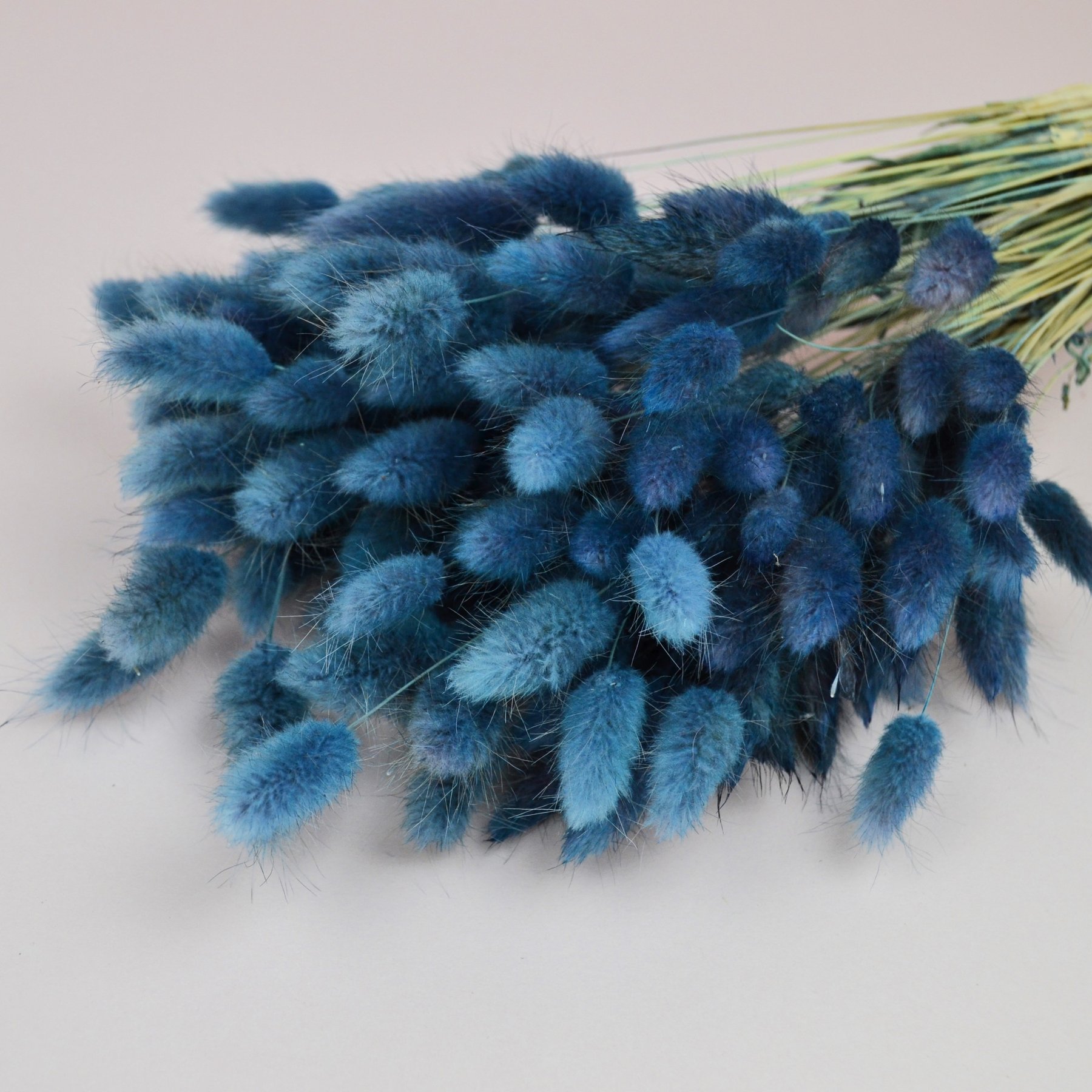 Лагурус натуральний - фарбований синій