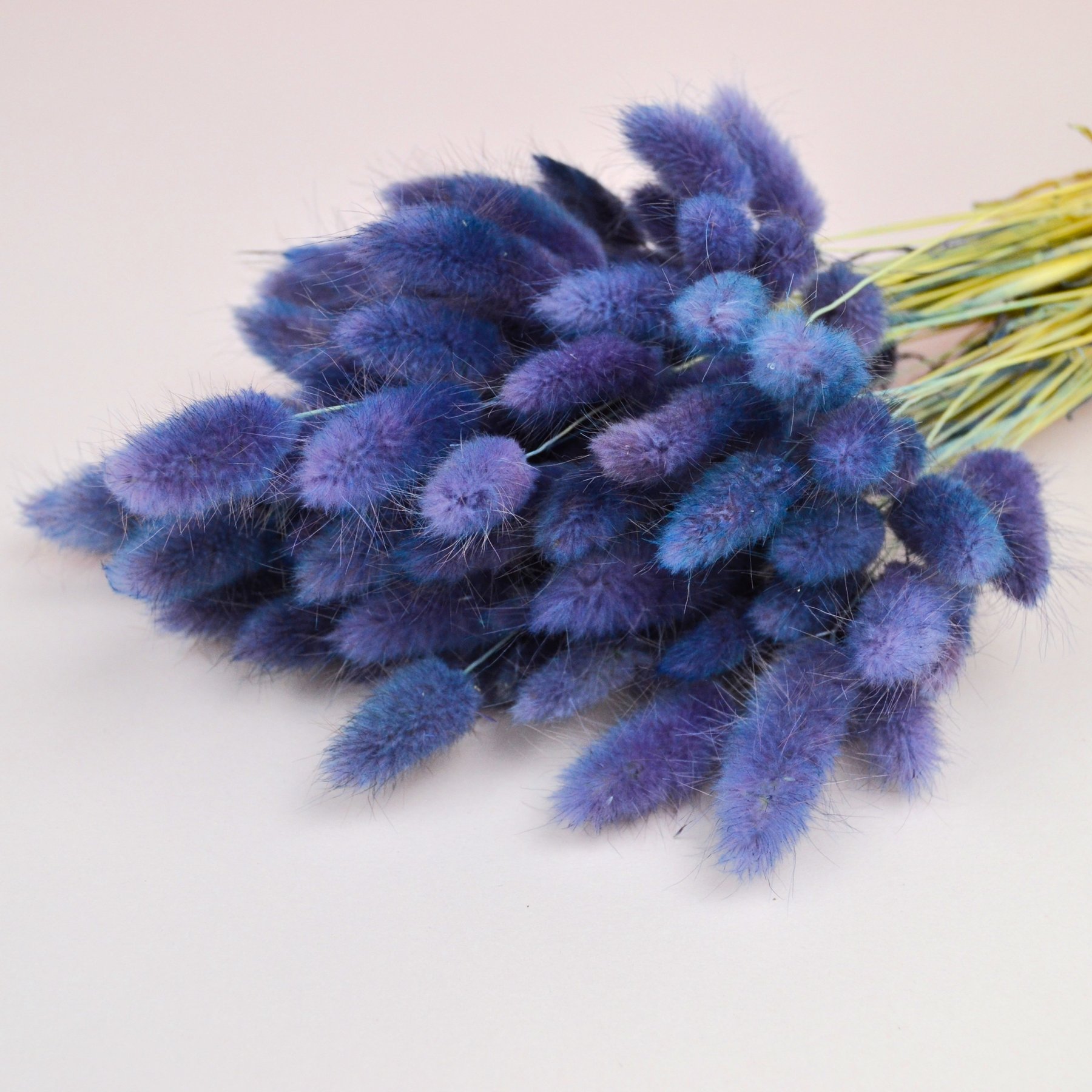 Лагурус натуральний - фарбований темно - фіолетовий