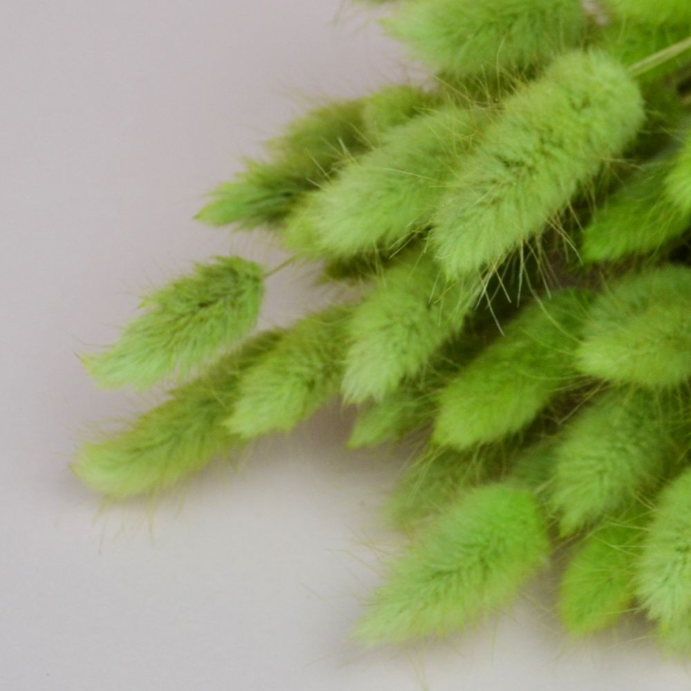 Лагурус натуральний - фарбований зелений