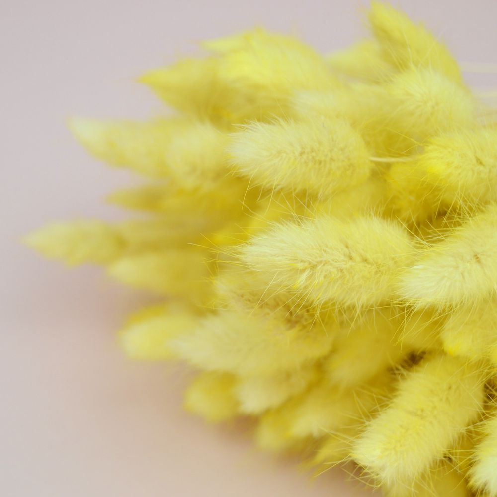 Лагурус натуральний - фарбований ніжно - жовтий