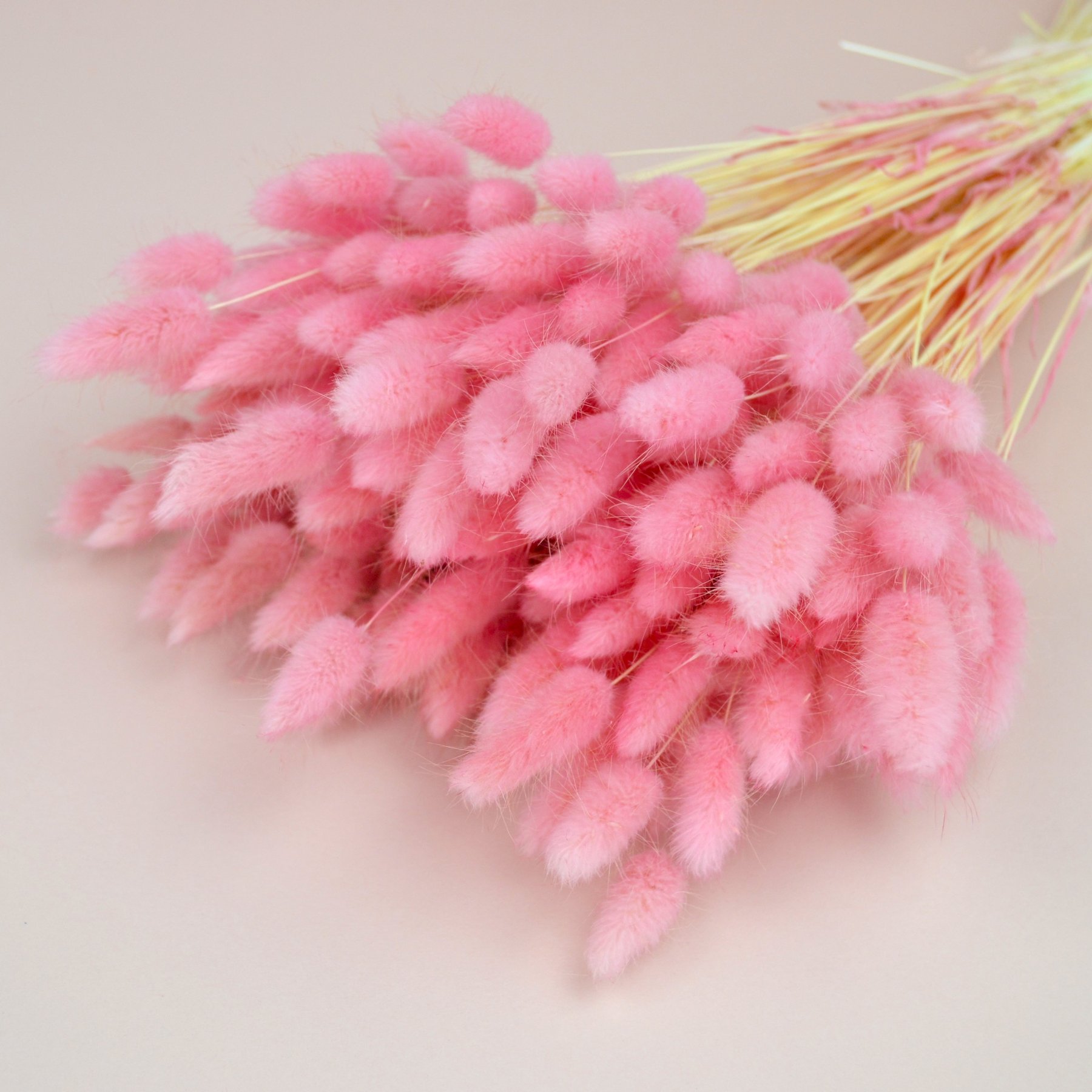 Лагурус натуральний - фарбований рожевий