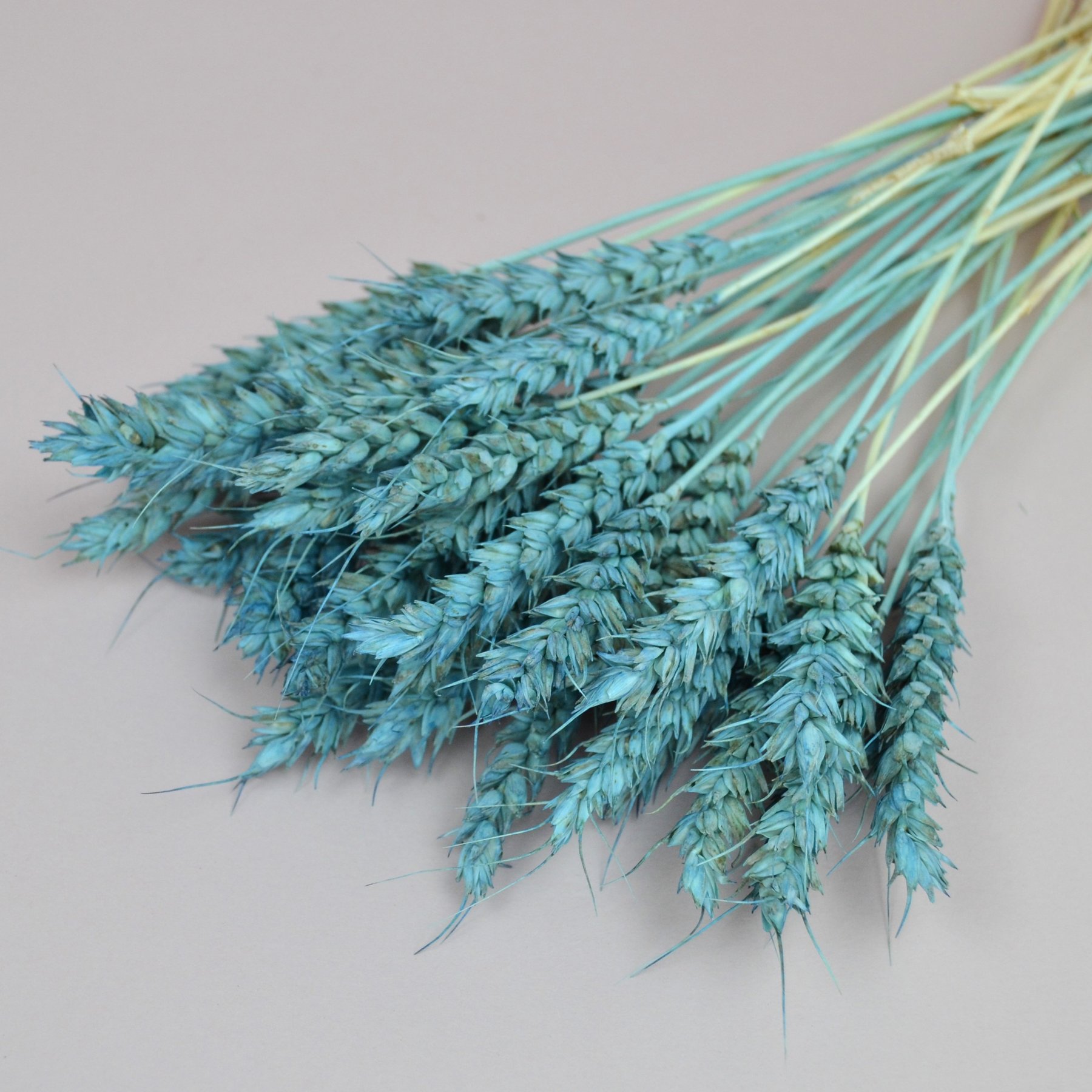 Пшениця натуральна - фарбована блакитна