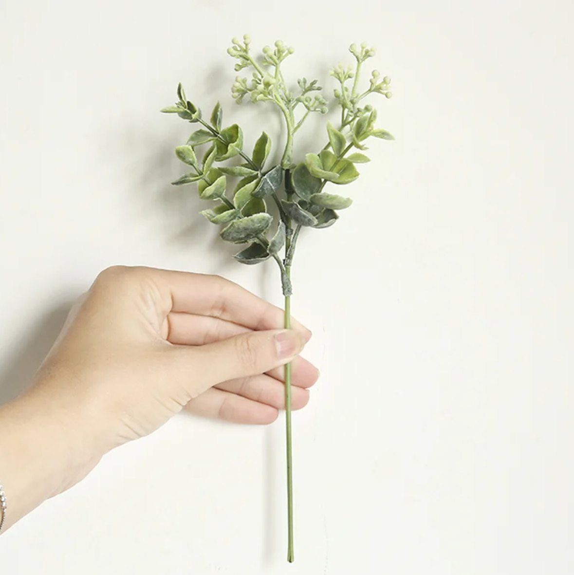Гілка евкаліпту з цвітом - біла