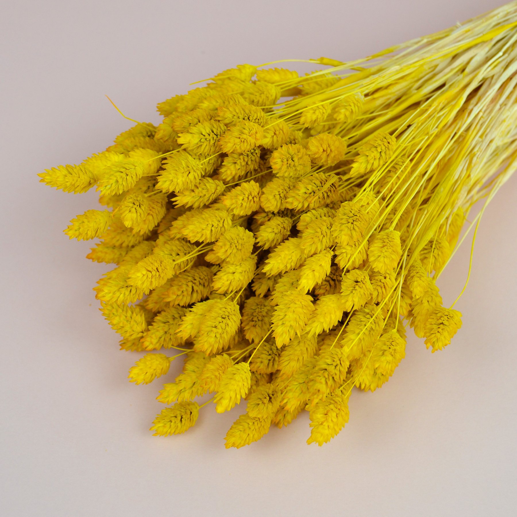 Фаляріс натуральний - фарбований жовтий