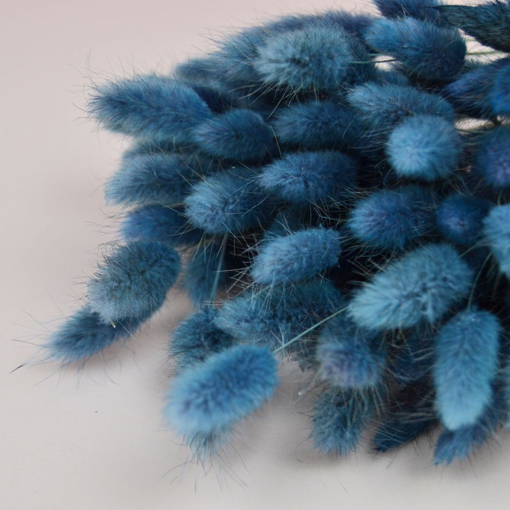 Лагурус натуральний - фарбований синій