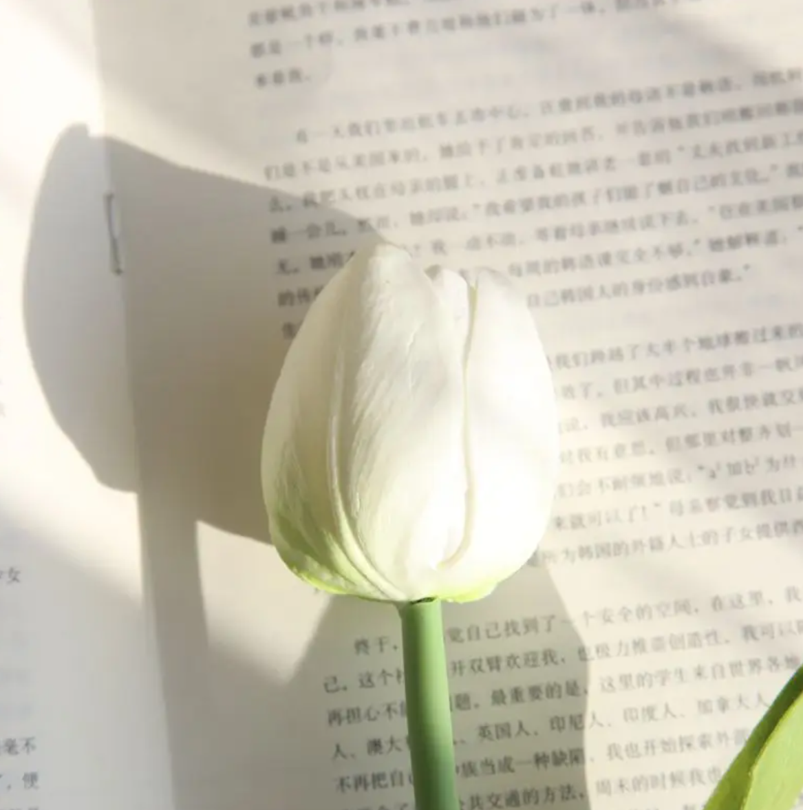 Тюльпан 50,5 см - білий