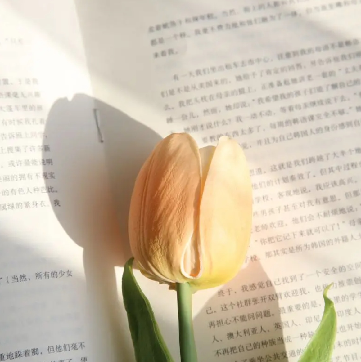 Тюльпан 50,5 см - кремовий