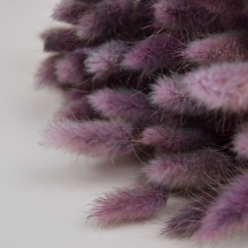 Лагурус натуральний - фарбований фіолетовий