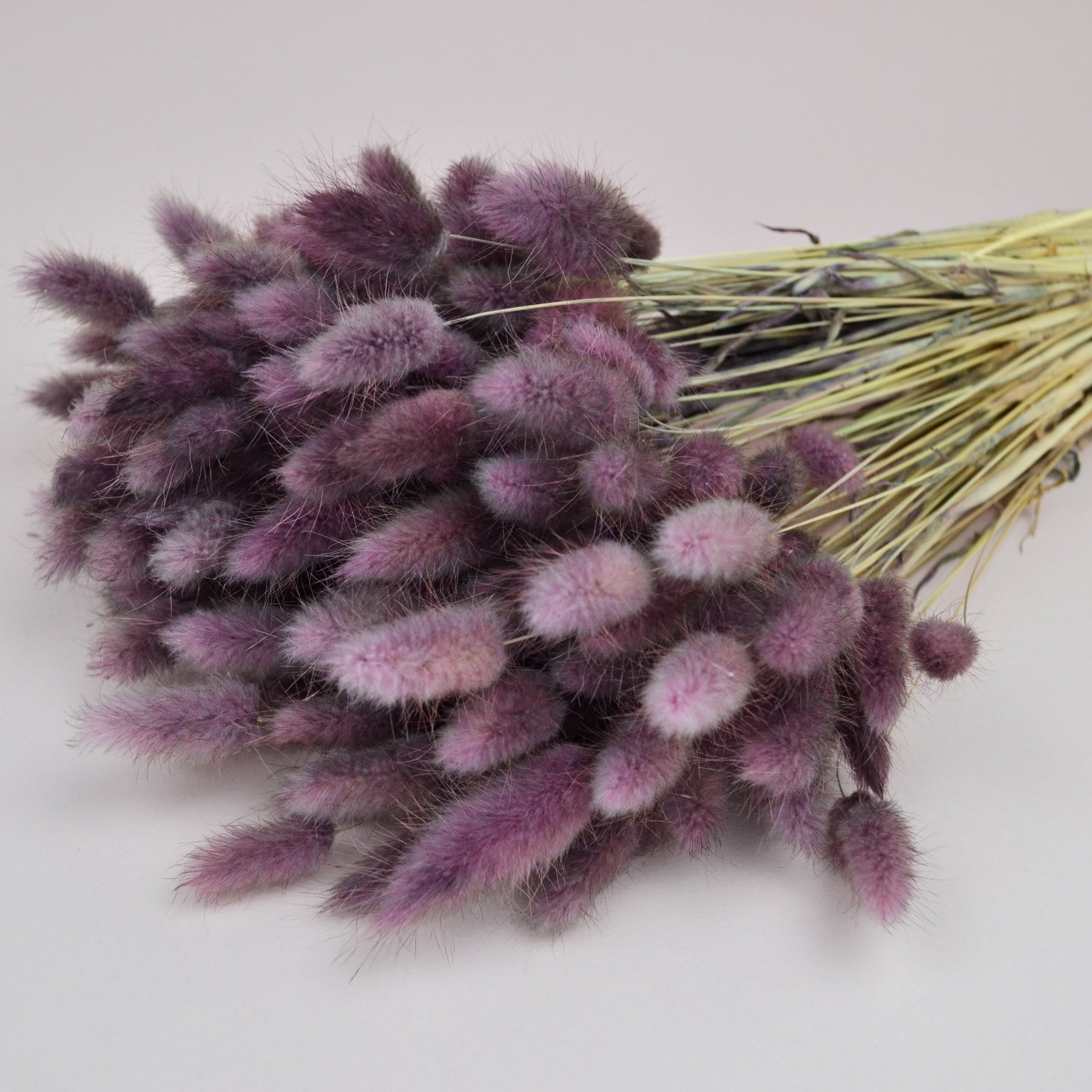 Лагурус натуральний - фарбований фіолетовий