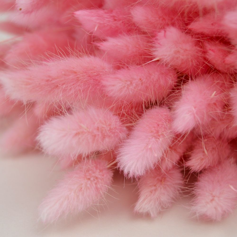 Лагурус натуральний - фарбований рожевий