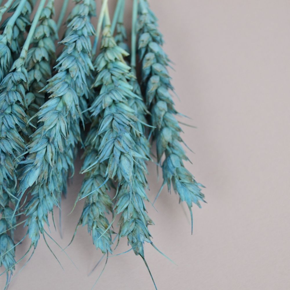 Пшениця натуральна - фарбована блакитна