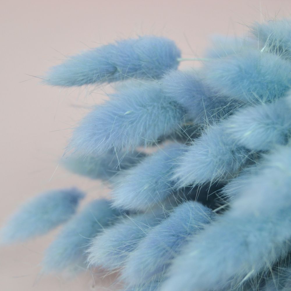 Лагурус натуральний - фарбований ніжно-блакитний