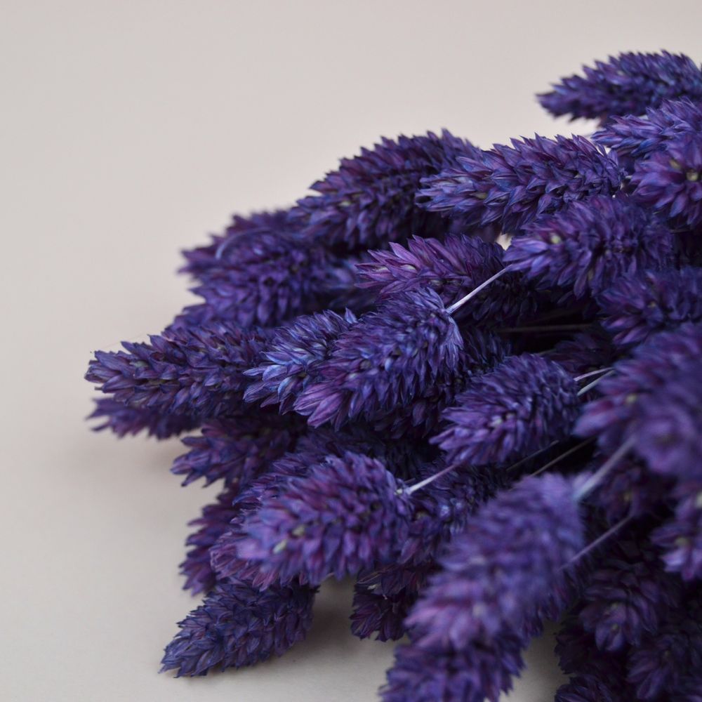 Фаляріс натуральний - фарбований фіолетовий